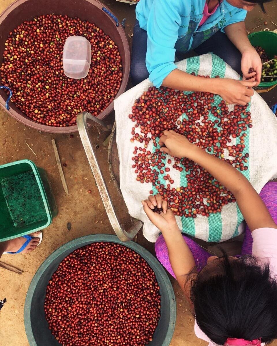 Quantum-Coffee-Roasters-Philippines-Sition-Belis-Exclusive-Coffee
